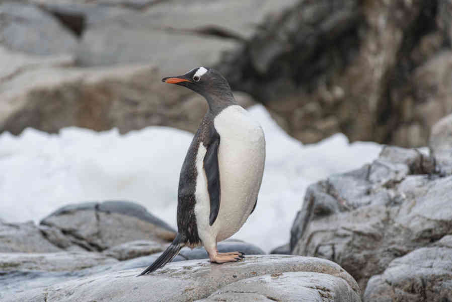 Pingüino Papua o Gentoo - Antártida 14.jpg